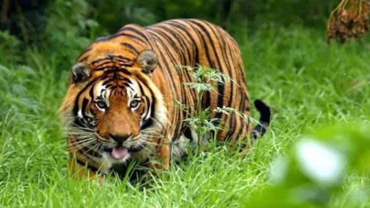 Best Honeymoon Packages from Chennai Bangalore Coimbatore